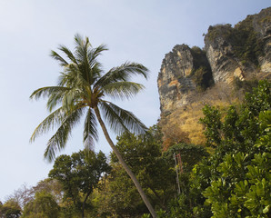 Palm tree and mountain at the back. Tropics park at the blue sky at the backdrop. Paradise view. Wildlife in jungle. 