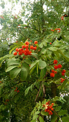 Rowan tree with red berries and green leaves.