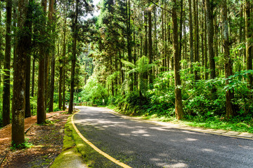 Winding road through the forest of Xitou Nature Education Area in Nantou, Taiwan.