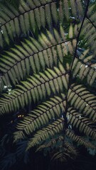 fern leaf background