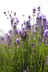 Beautiful blooming lavender field on summer day, closeup
