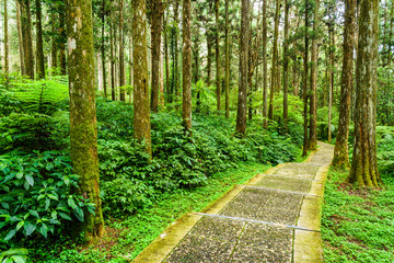 Stone stair footpath through the forest of Xitou Nature Education Area in Nantou, Taiwan.