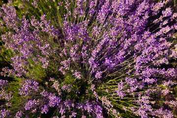 Beautiful blooming lavender field on summer day, top view