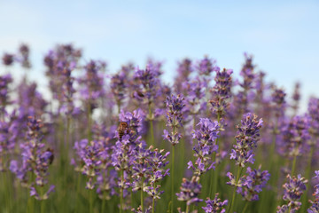 Fototapeta premium Beautiful blooming lavender field on summer day, closeup