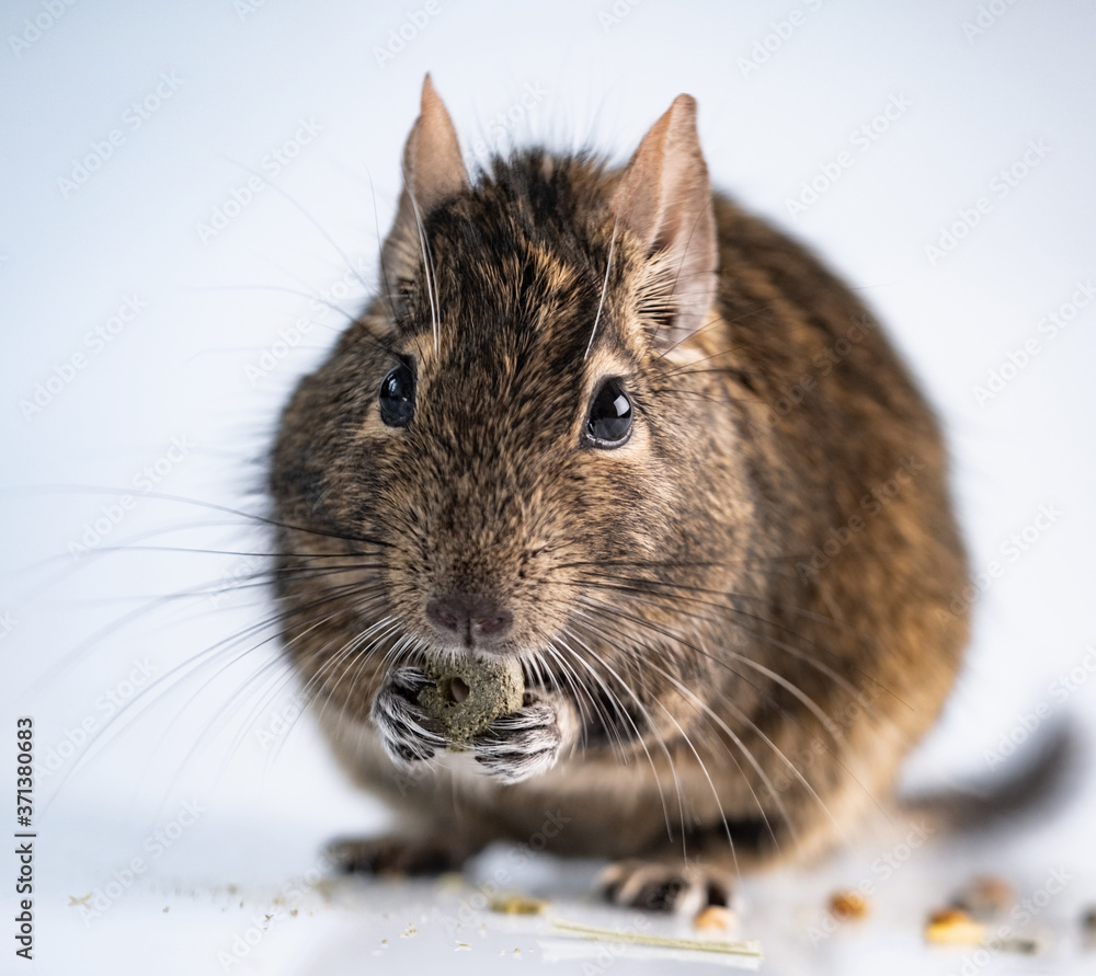 Wall mural squirrel degu eating food on white background