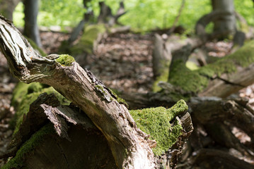 Bemooste Baumstämme und Naturwald