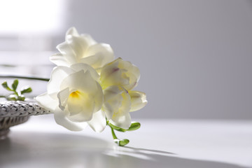 Naklejka na ściany i meble Beautiful freesia flowers on white table indoors, closeup. Space for text