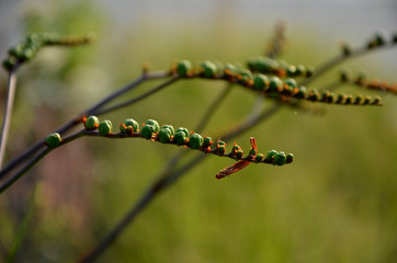 From mid-July for at least a month, tubular-bell-shaped, wide-open flowers of fiery red color with...