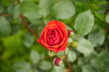 czerwona róża ,Rosa © Marcin Łazarczyk