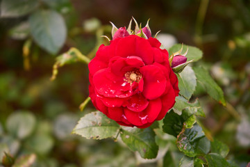 czerwona róża ,Rosa
