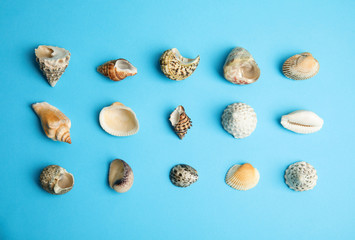 Different beautiful sea shells on light blue background, flat lay