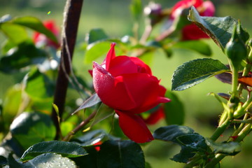 czerwona róża ,Rosa © Marcin Łazarczyk