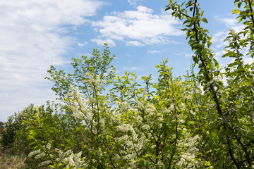 Cherry blossom in spring