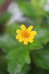 yellow flower on green background