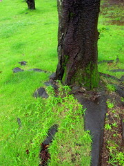 雨上りの初夏の公園の桜の古木と芝生