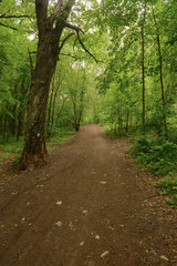 Fototapeta na wymiar Forest path through bright green trees on a summer cloudy day