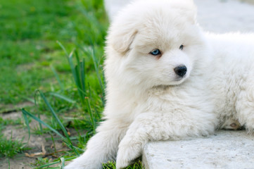 Young Pomski Dog Breed Groomed and Healthy Pomski, an exquisite puppy with a good temperament outdoors on a sunny day