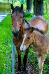 wild horse on a large meadow with beautiful scenery of blue sky and quiet at sunrise