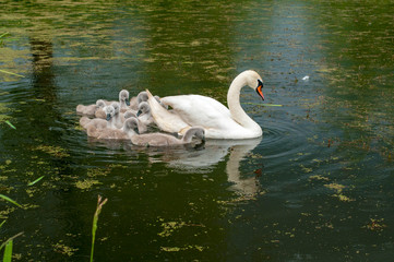 pair of swans with little swans