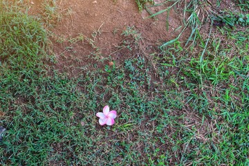 green grass on the ground