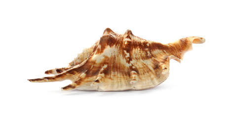 Beautiful exotic sea shell isolated on white