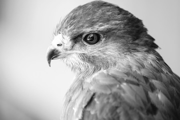 Black and white detail of a buzzard