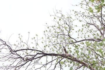 tree branches with leaves