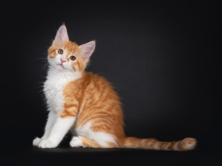 Cute red and white Maine Coon cat kitten,sitting side ways. Looking towards camera Isolated on black background.