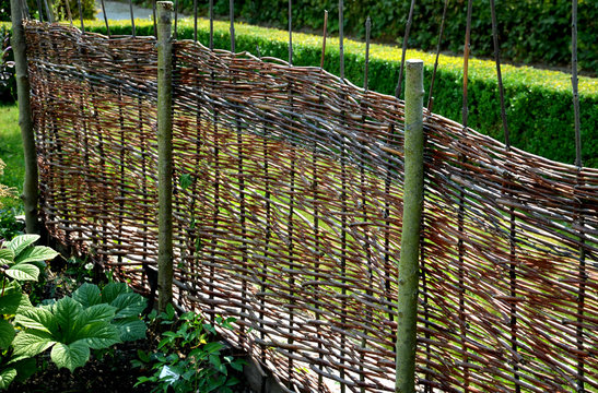 wicker braided wall of willow red rods in the garden of medieval style with supporting poles dividing the flowerbeds of the herb garden girls' work