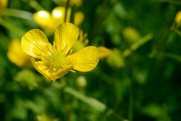 close up of yellow flower