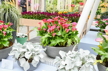 Beautiful mix colors calla lily or arum lily flowers growing in gray ceramic pot on table with background another plant in botanical garden.