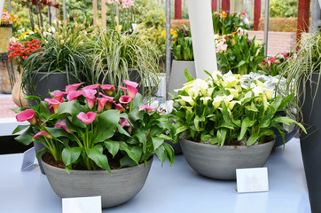 Beautiful mix colors calla lily or arum lily flowers growing in gray ceramic pot on table with background another plant in botanical garden.