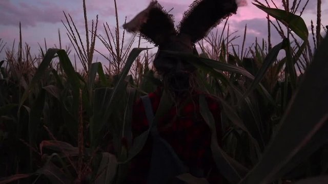 Revived dead peeps out through cornfield at sunset.