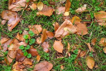 Autumn mood. Yellow, Golden foliage on a background of green grass on a October day.