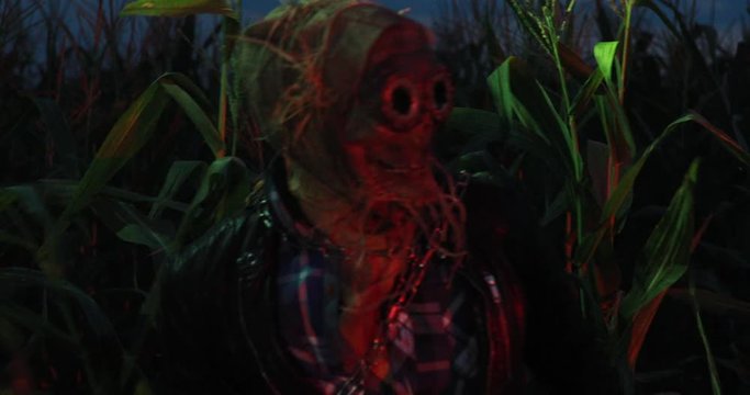 Revived dead comes out from cornfield and looks around.