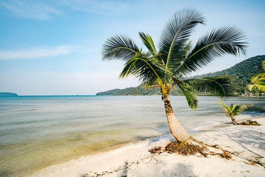 beautiful landscape with big green palm trees in the foreground to background of tourist umbrellas and sunbeds on a beautiful exotic beach