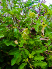 Tulsi also known as holy basil is a medicinal herb used in Ayurveda