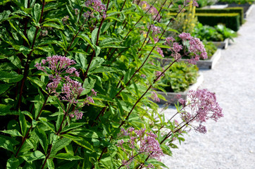 A tall, imposing perennial with stiff erect, conspicuously purple stems At the end of summer and in...