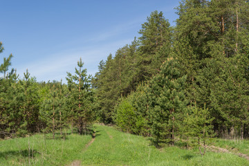 Mighty hundred-year-old pines in the forest