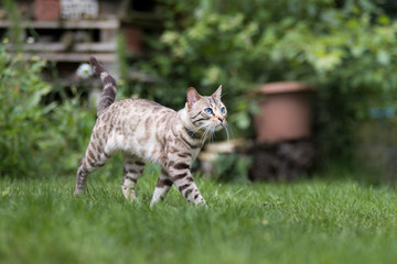 schöne Bengalkatze im Garten