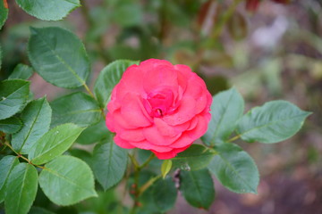 czerwona róża ,Rosa