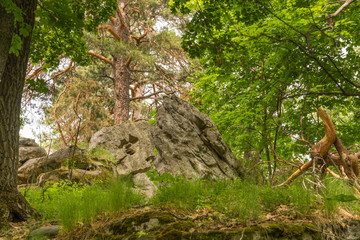 Landscape pictures taken in the reserve Mlocinski oak