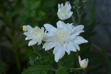 Obraz na płótnie Canvas 白い菊 