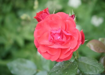 czerwona róża ,Rosa