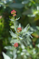 Red valerian