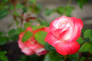 różowa róża ,Rosa
