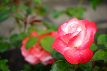 różowa róża ,Rosa © Marcin Łazarczyk