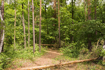 Landscape pictures taken in the reserve Mlocinski oak