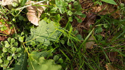 Landscape pictures taken in the reserve Mlocinski oak
