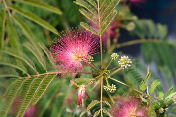 Silk tree